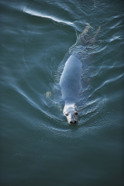 Harbor seal.