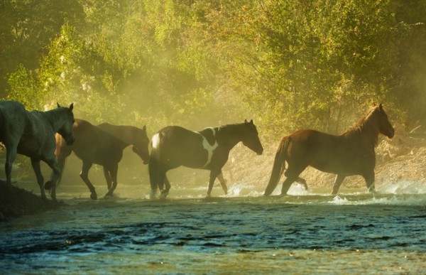 Wild horses.