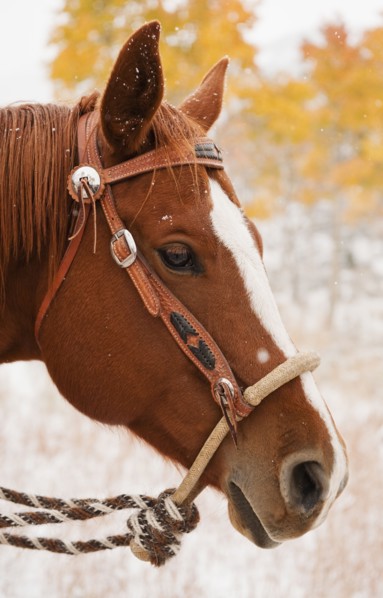 Horse.