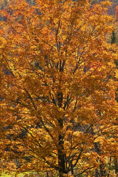 Fall foliage