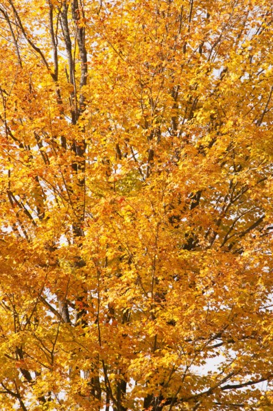 Fall foliage