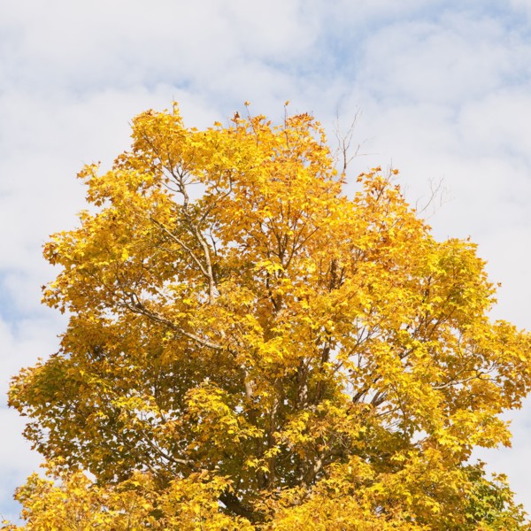 Fall foliage