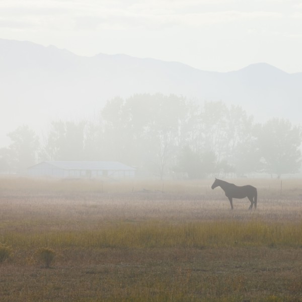 Horse in field