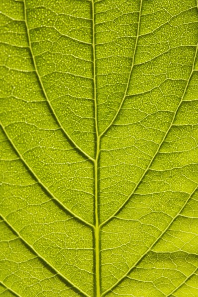 Leaf