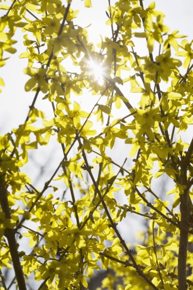 Yellow flowers