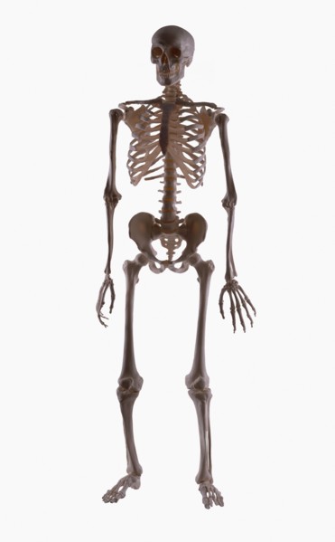 Skeleton