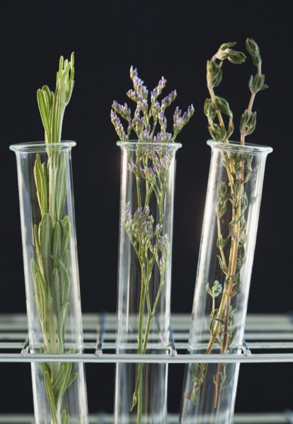 Herbs in test tubes