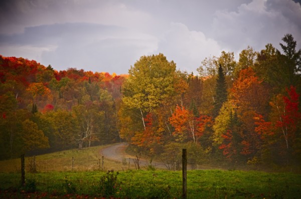 Fall Foliage