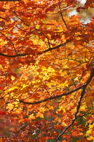 Fall Foliage