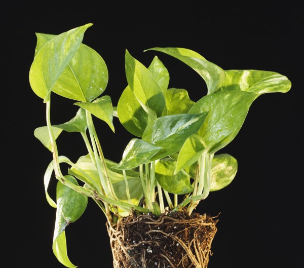 Plant and roots in dirt