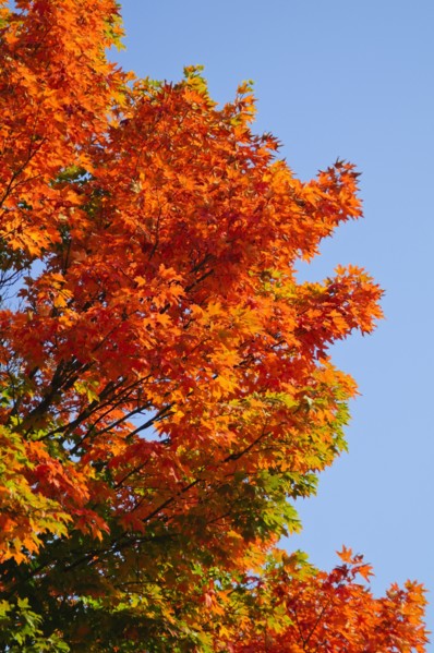Fall Foliage