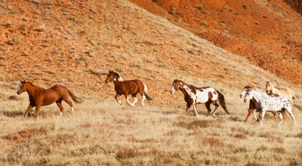 Horses running.