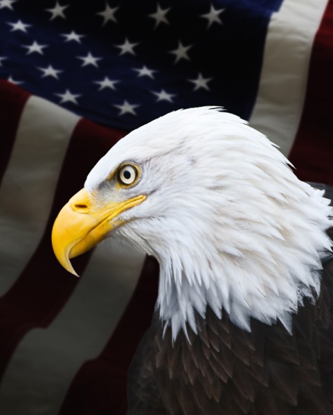 Bald eagle.