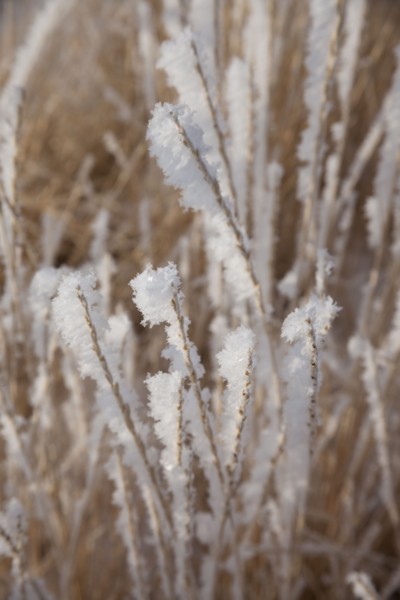 Frost on grass. Photographer: Mike Kemp