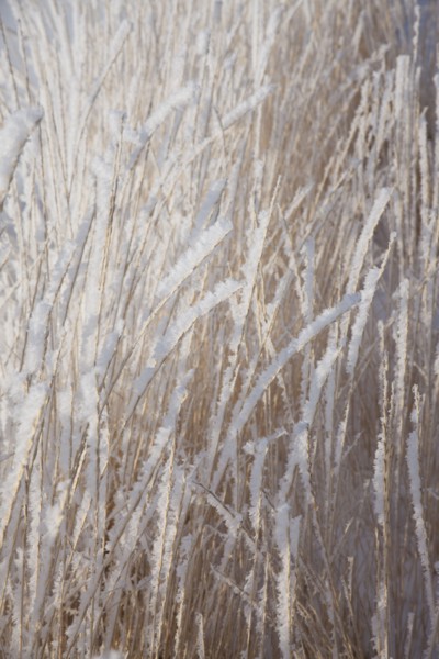 Frost on grass. Photographer: Mike Kemp