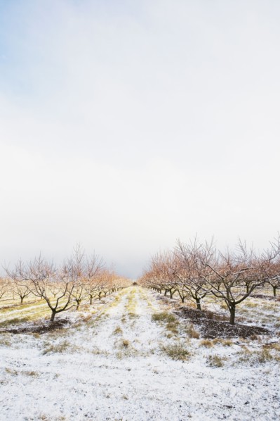 Apple orchard in winter. Photographer: Chris Hackett