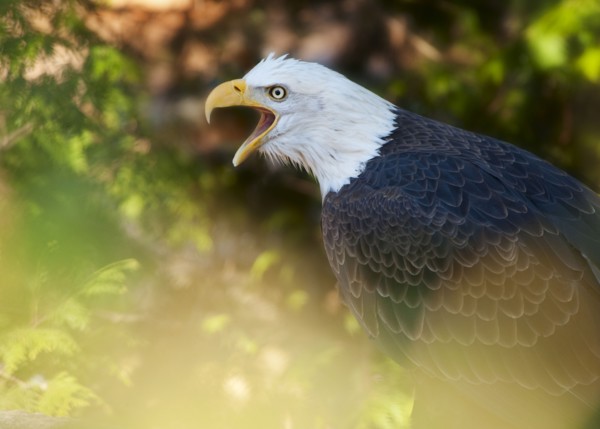 Bald eagle.