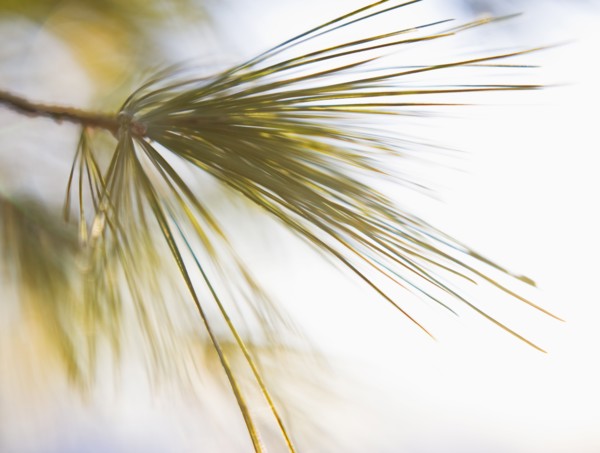 Tree branch.