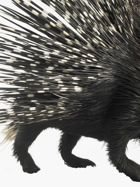 Porcupine quills. Photographer: David Arky