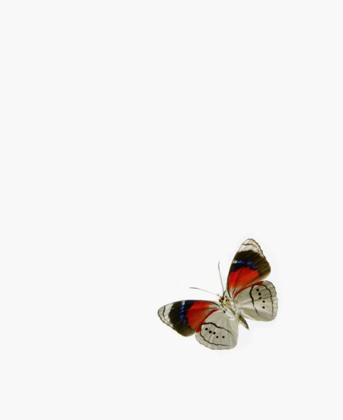 Butterfly. Photographer: David Arky