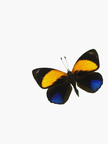Butterfly. Photographer: David Arky