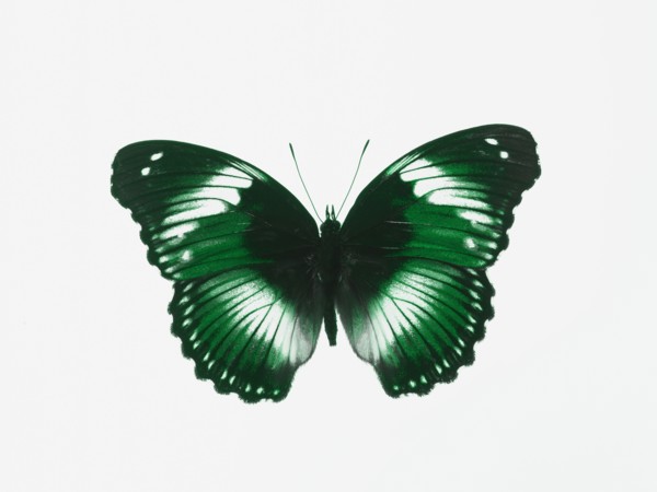 Butterfly. Photographer: David Arky