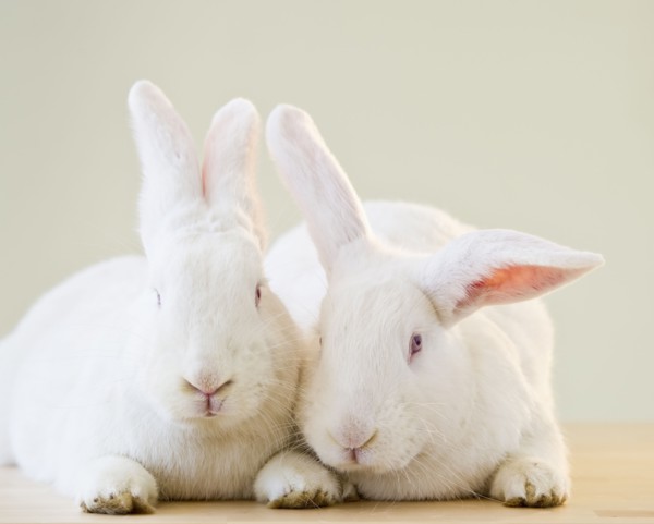 Two white rabbits.