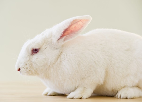 White rabbit.