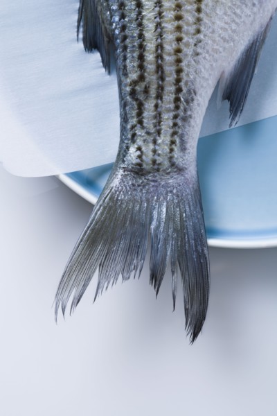 Tail of striped bass fish on plate. Photographe : Kristin Lee