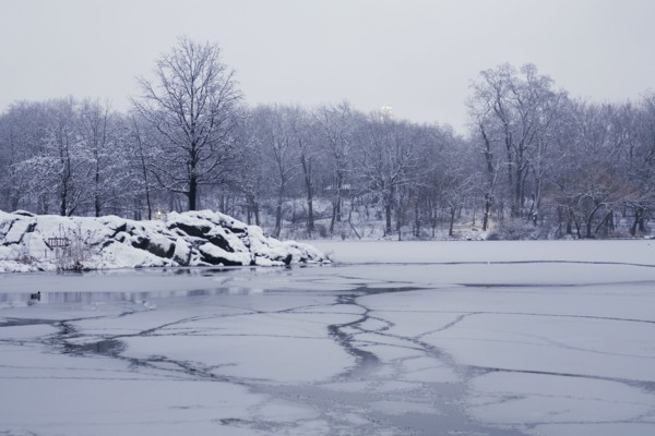 Central Park in winter. Photographe : David Engelhardt