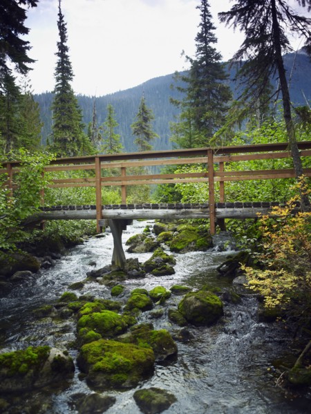 Bridge in forest. Photographe : John Kelly