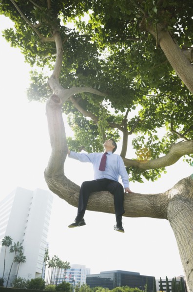 Businessman sitting in tree.