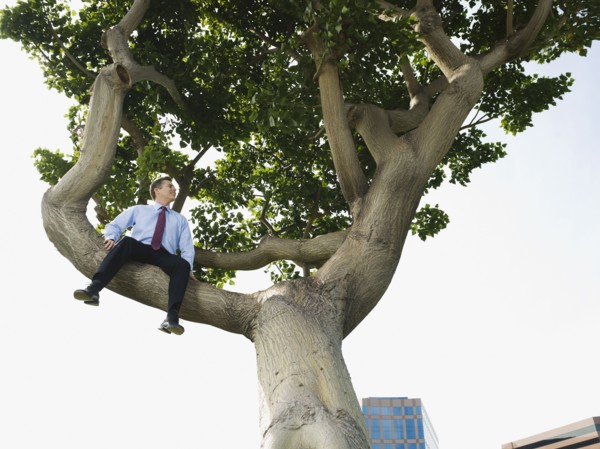 Businessman sitting in tree.