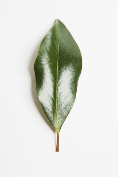 Green magnolia leaf. Photographe : Chris Hackett
