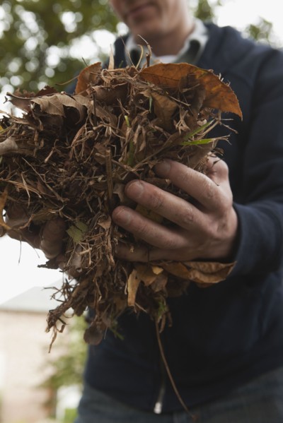 Carrying pile of leaves. Photographe : Stewart Cohen