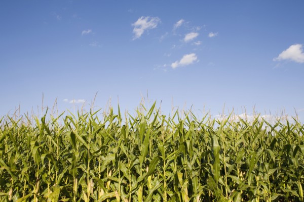 Field of corn. Photographe : Chris Hackett