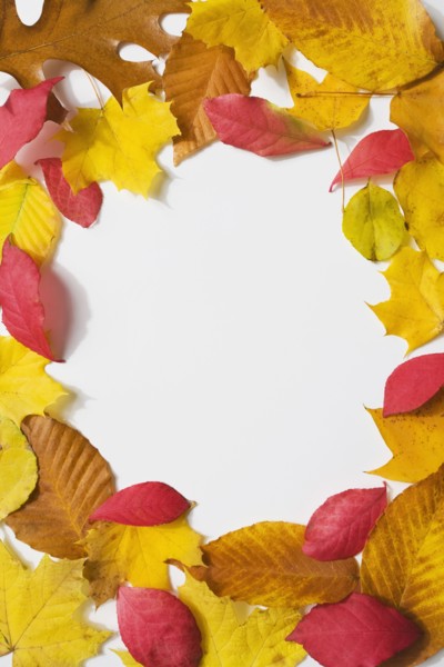 Circle of autumn leaves. Photographe : Chris Hackett