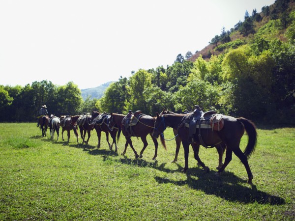 Horses walking in a line. Photographe : John Kelly