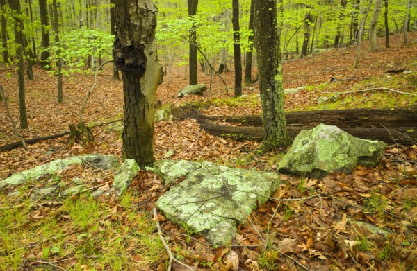 Forest in Ward Pound Ridge Reservation.
