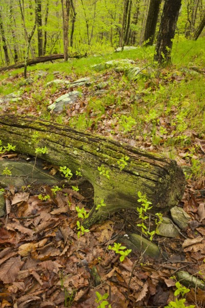 Forest in Ward Pound Ridge Reservation.