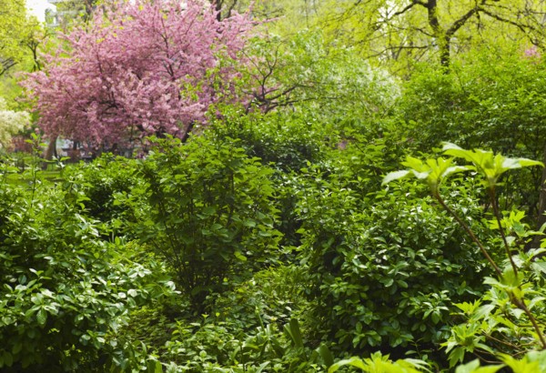 Green trees and cherry tree in Madison Square Park.
