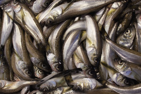 Raw fish on display in market. Photo : Lucas Lenci Photo