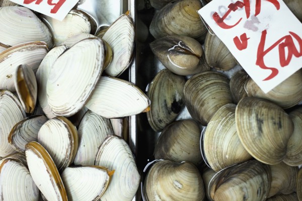 Clams on display in market. Photo : Lucas Lenci Photo