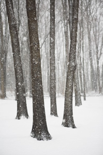 Trees on a snowy day. Photo : Chris Hackett