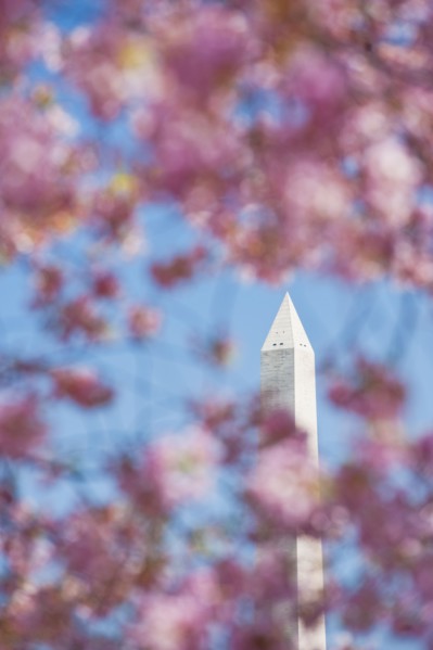 Cherry blossoms in front of Washington Monument.