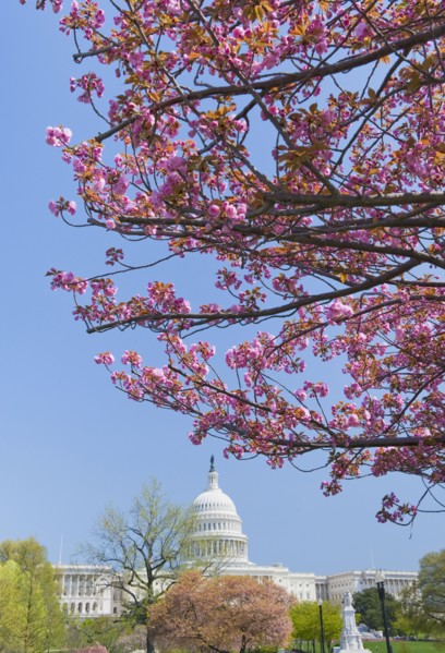 Cherry blossoms in front of Capitol building in Washington D.C..