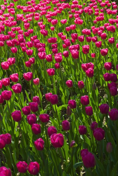 Pink tulips.