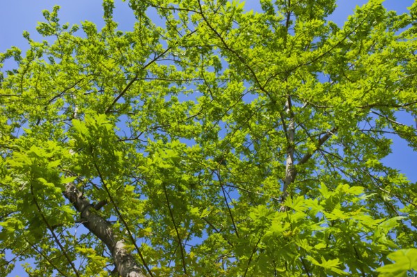 Tree in spring.