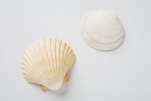 Sea shells. Photo : Chris Hackett