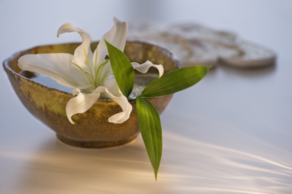 Lily in bowl of water. Photo : Daniel Grill